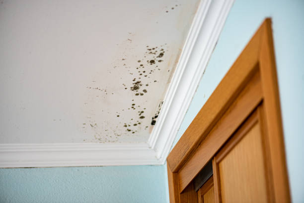 Best Mold Testing  in Acworth, GA